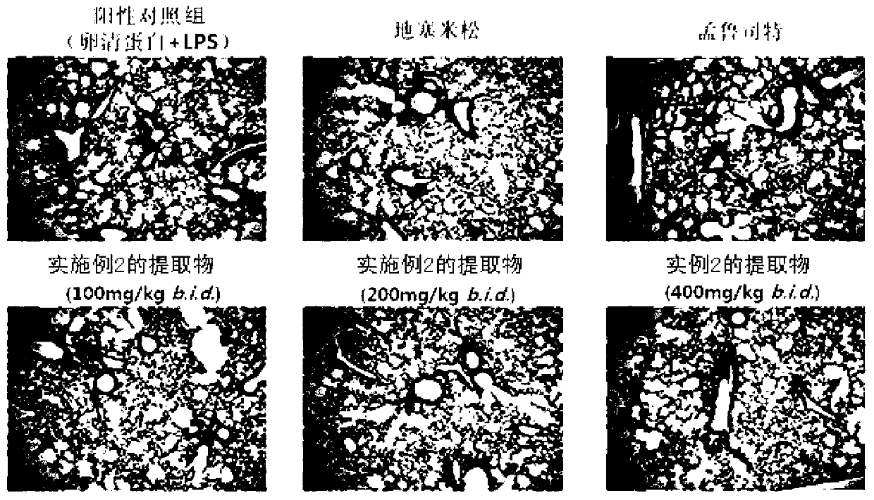 Composition for preventing or treating a respiratory disease containing a mixed herbal extract of cnidium officinale root and polygoni cuspidati root