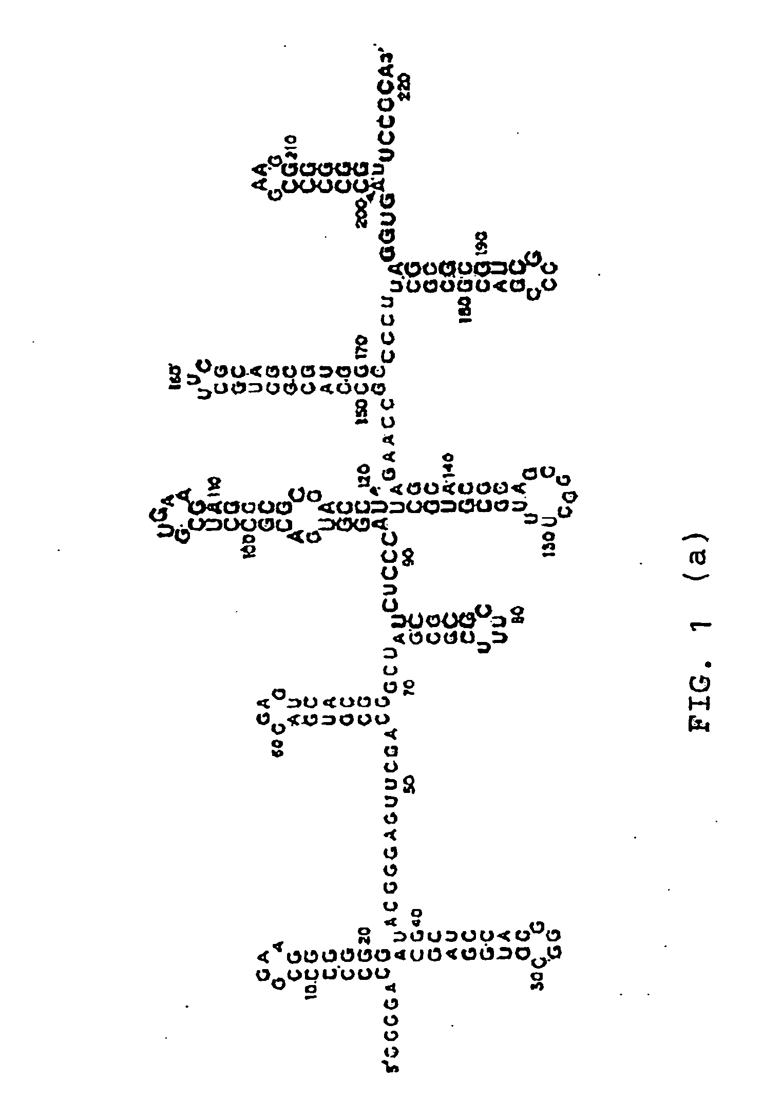 Agglomeration protein cascades, compositions and methods regarding the same