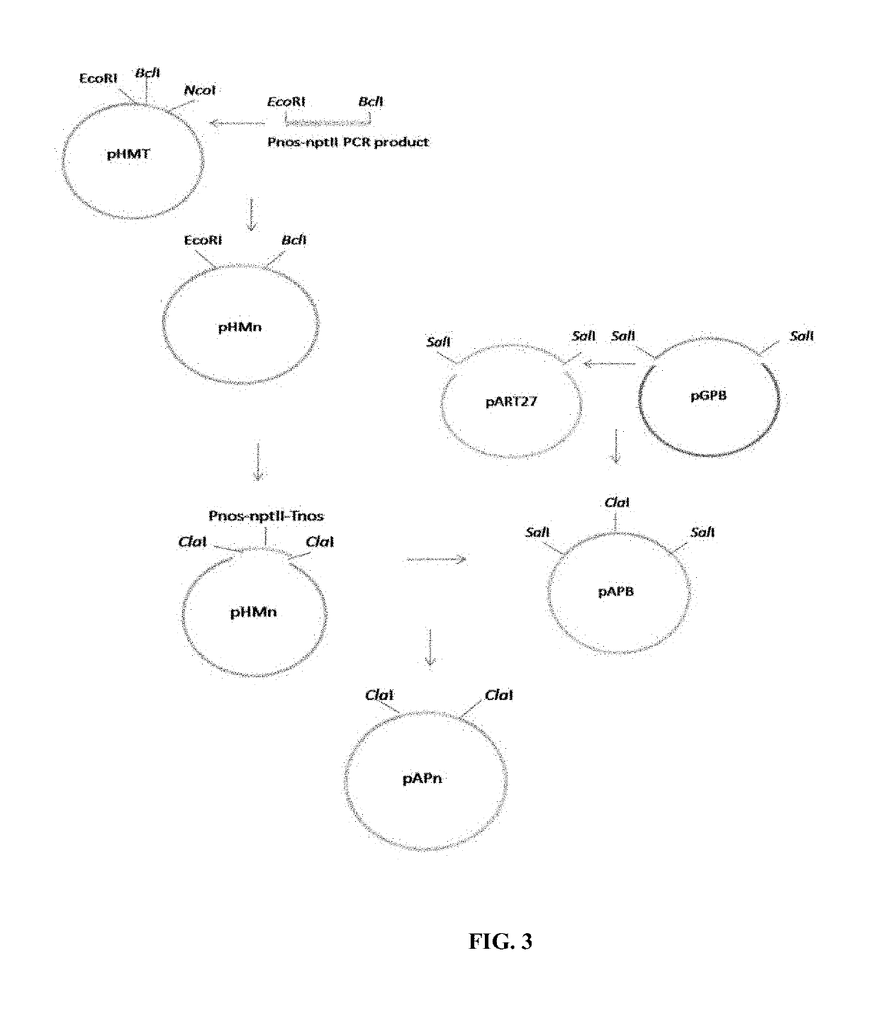 Binary vectors with minimized biosafety concerns and high transformation rates by engineered plant-derived transfer-DNA