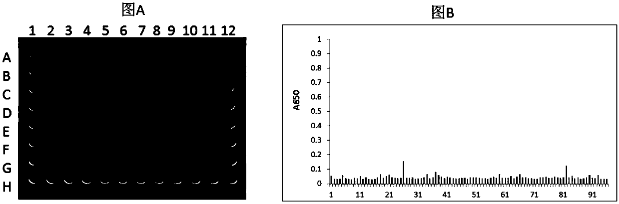 Single-domain antibody for recognizing complex formed by HLA-A2 molecule and ITDQVPFSV short peptide