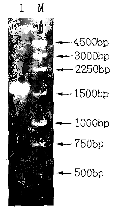 Method for preparing firefly luciferase