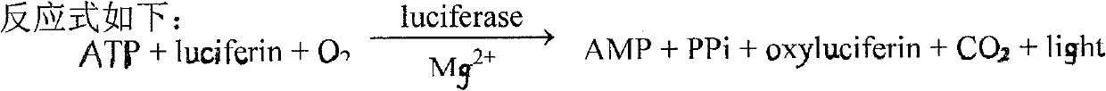 Method for preparing firefly luciferase