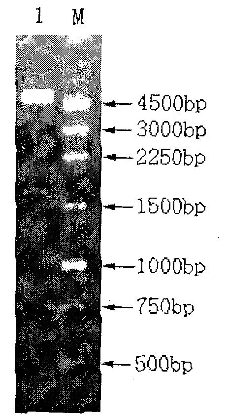 Method for preparing firefly luciferase