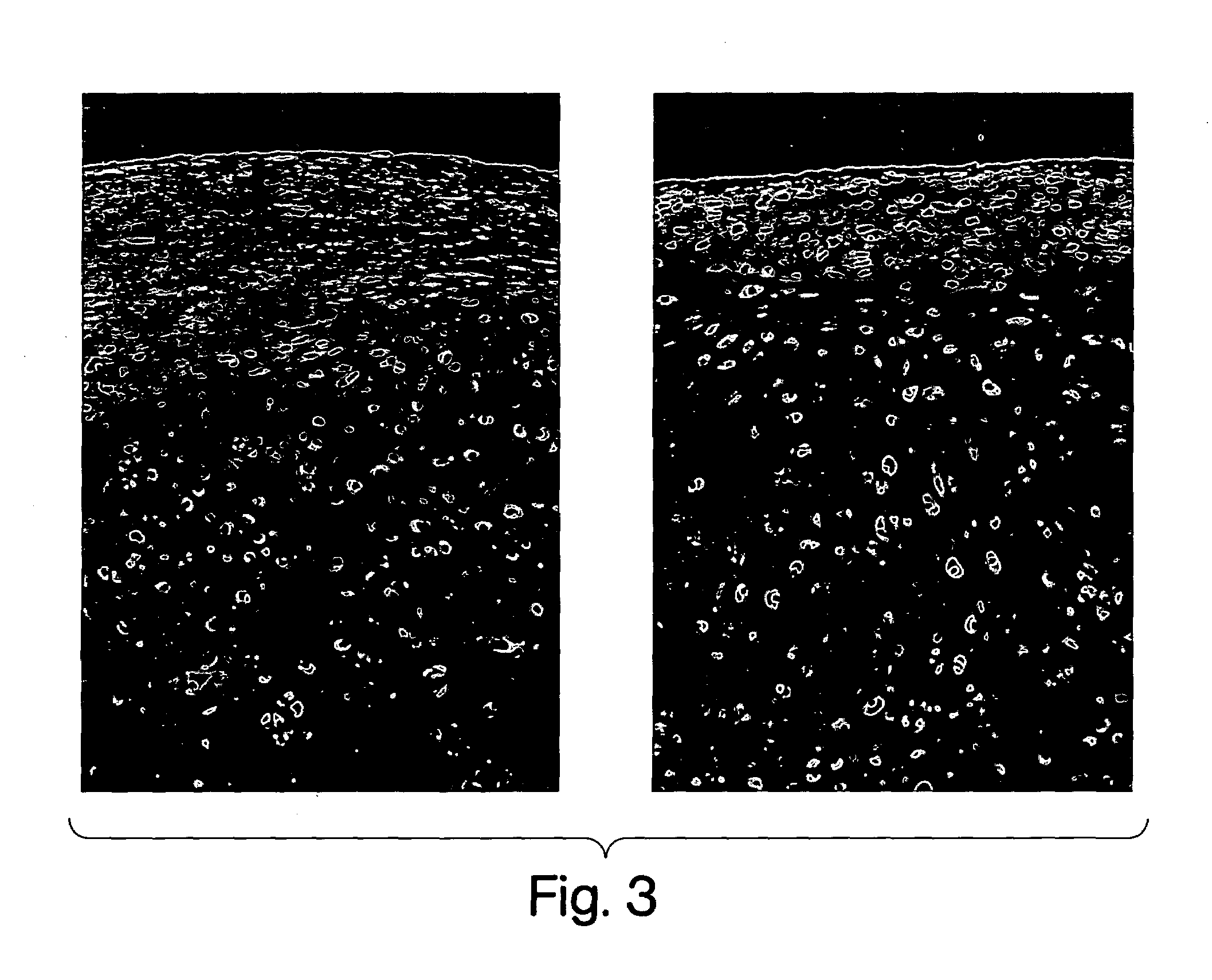 Methods and reagents for tissue engineering of cartilage in vitro