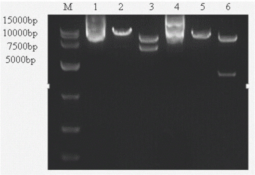 Method for improving pig cloning efficiency on basis of inhibition of H3K9me3 methylation