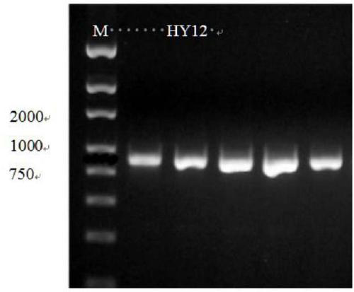 Screening method of aspergillus versicolor HY12