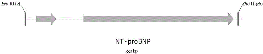 Method for preparing recombinant N-terminal brain natriuretic peptide precursor based on elastin-like label