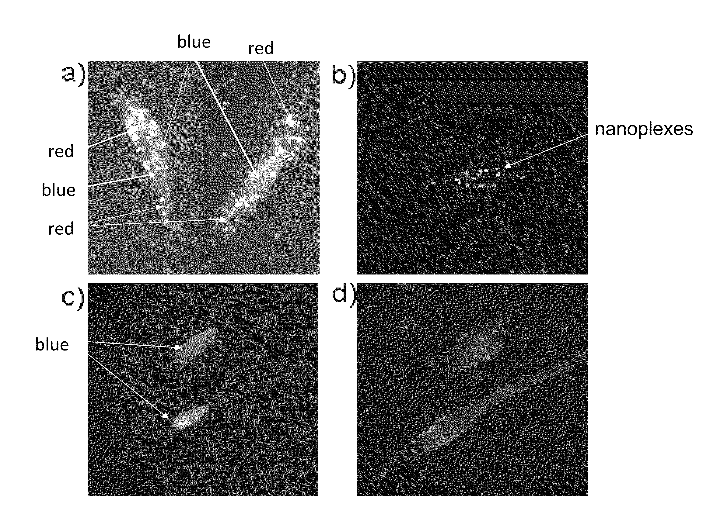GOLD NANOROD-siRNA COMPLEXES AND METHODS OF USING SAME