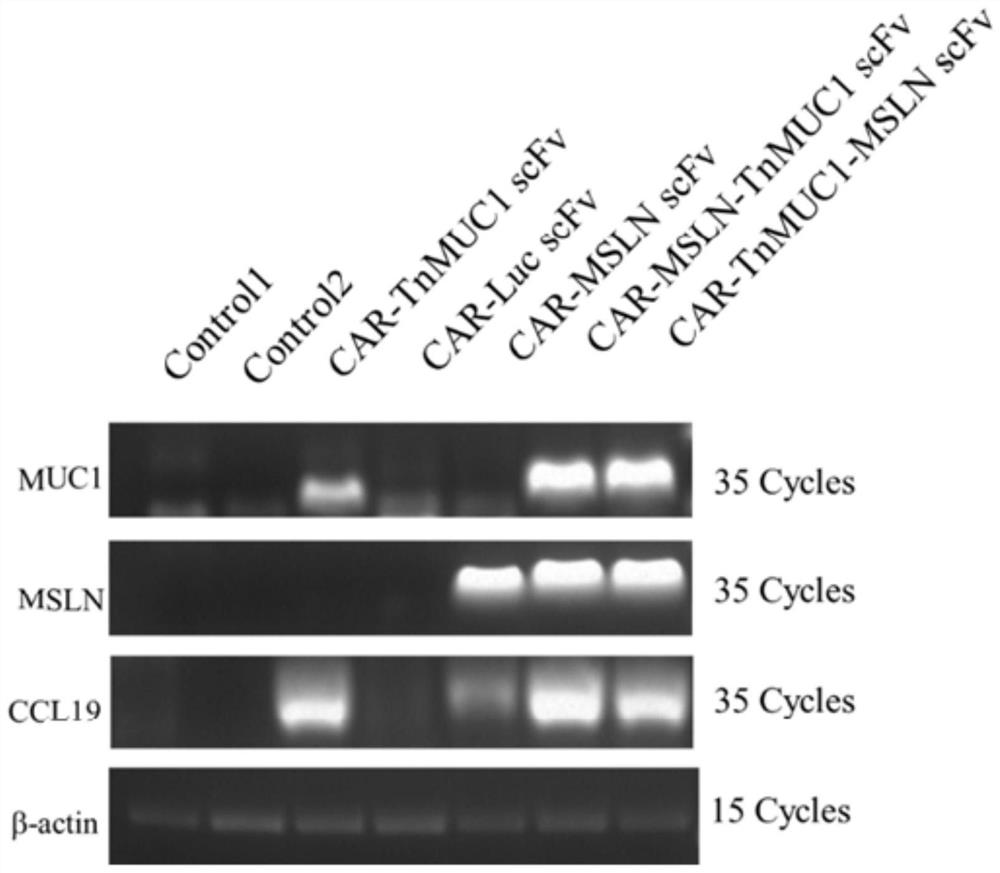 Double-targeting chimeric antigen receptor, encoding gene and recombinant expression vector