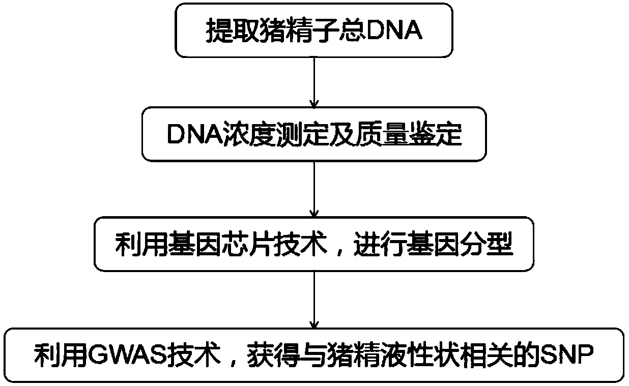 Molecular marker associated with properties of semen volume of boars and application