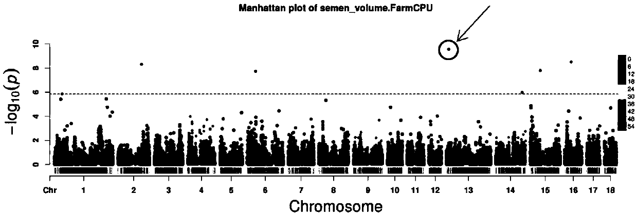 Molecular marker associated with properties of semen volume of boars and application