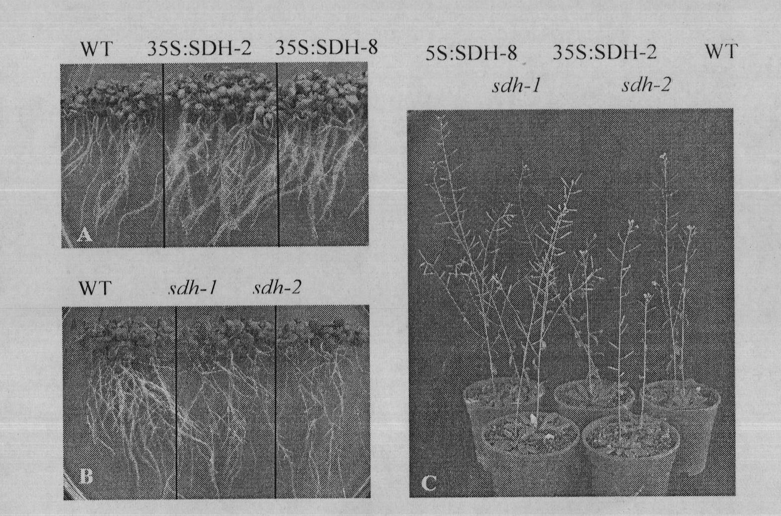 Application of Arabidopsis gene AtSDH in regulating plant stress resistance