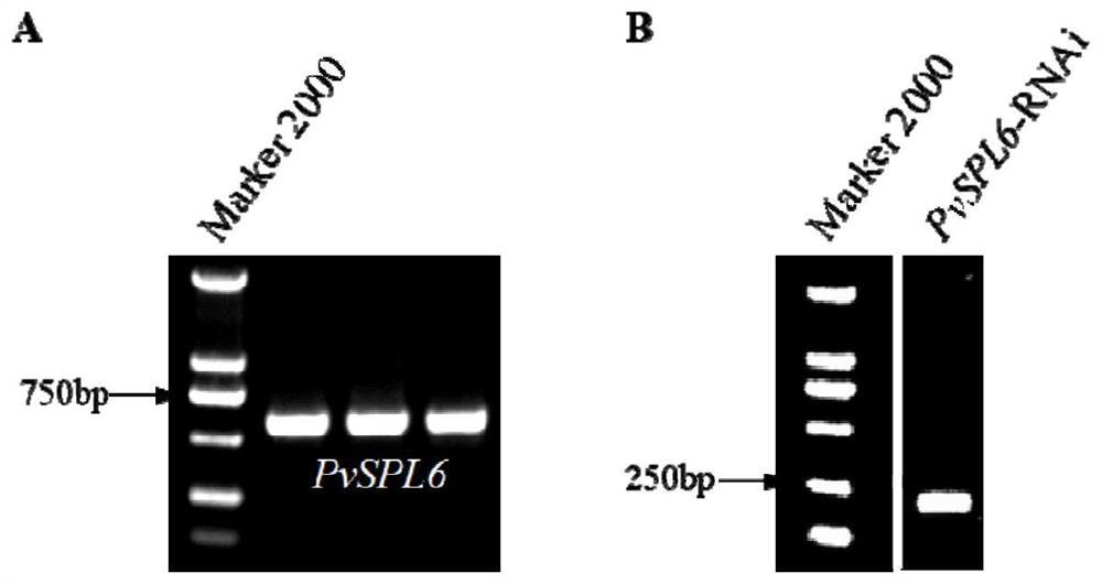 Application of switchgrass SBP-box transcription factor PvSPL6 and recombinant vector of switchgrass SBP-box transcription factor PvSPL6