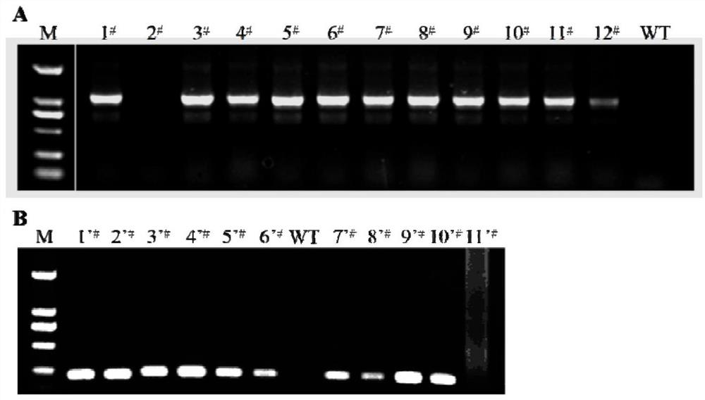 Application of switchgrass SBP-box transcription factor PvSPL6 and recombinant vector of switchgrass SBP-box transcription factor PvSPL6