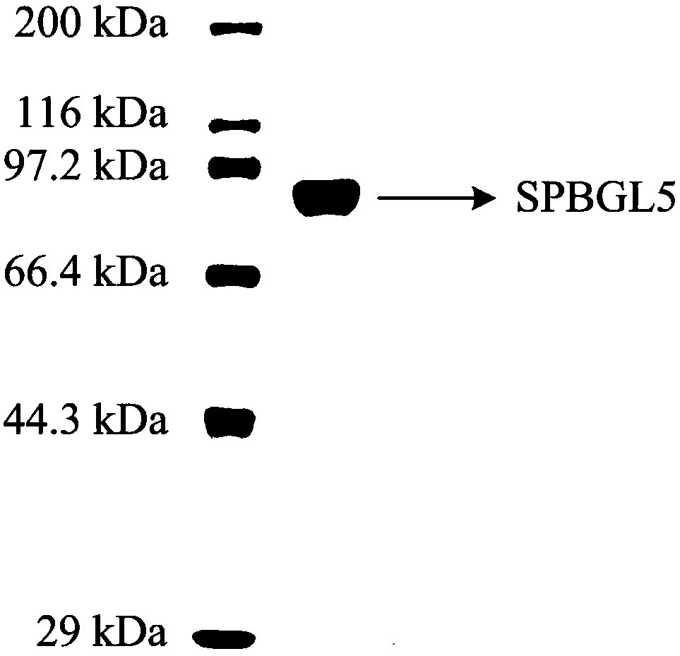 Applications of beta-glucosidase SPBGL5 in hydrolysis of xylan polysaccharide substances