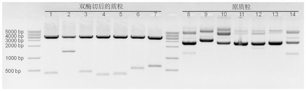 Promoter for driving specific expression of gene in human erythrocyte system and application