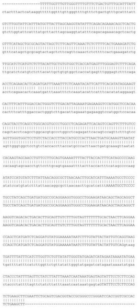 Promoter for driving specific expression of gene in human erythrocyte system and application