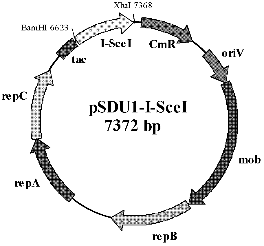 Method of performing traceless knockout and integration on gene of Acidithiobacillus caldus