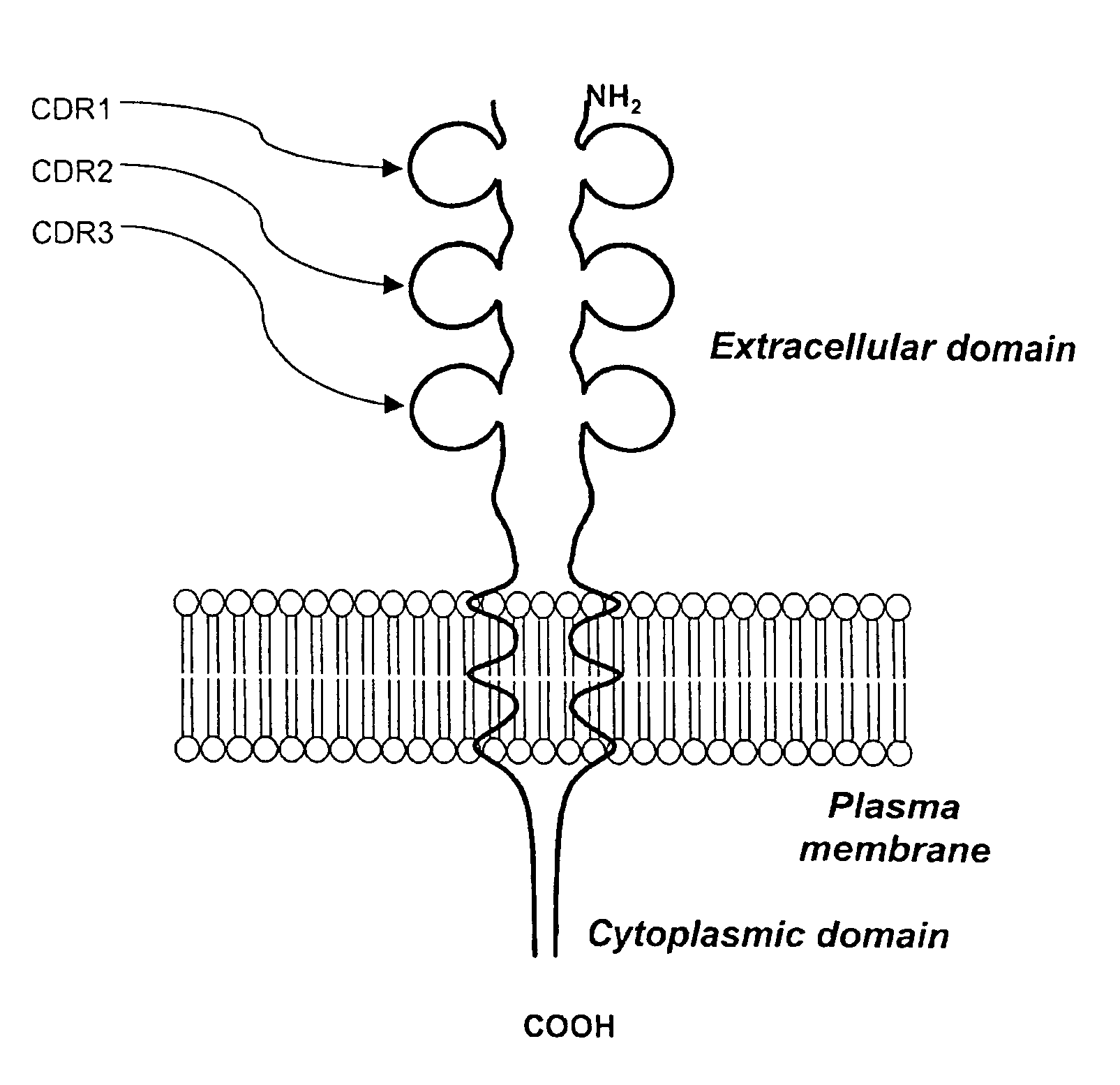 Method for producing human antibodies with properties of agonist, antagonist, or inverse agonist