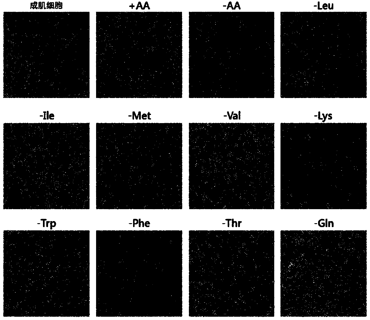 Myocyte differentiation-promoting composition containing amino acids