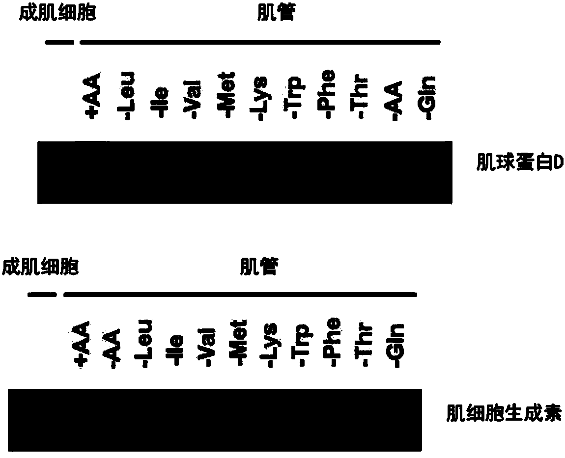 Myocyte differentiation-promoting composition containing amino acids