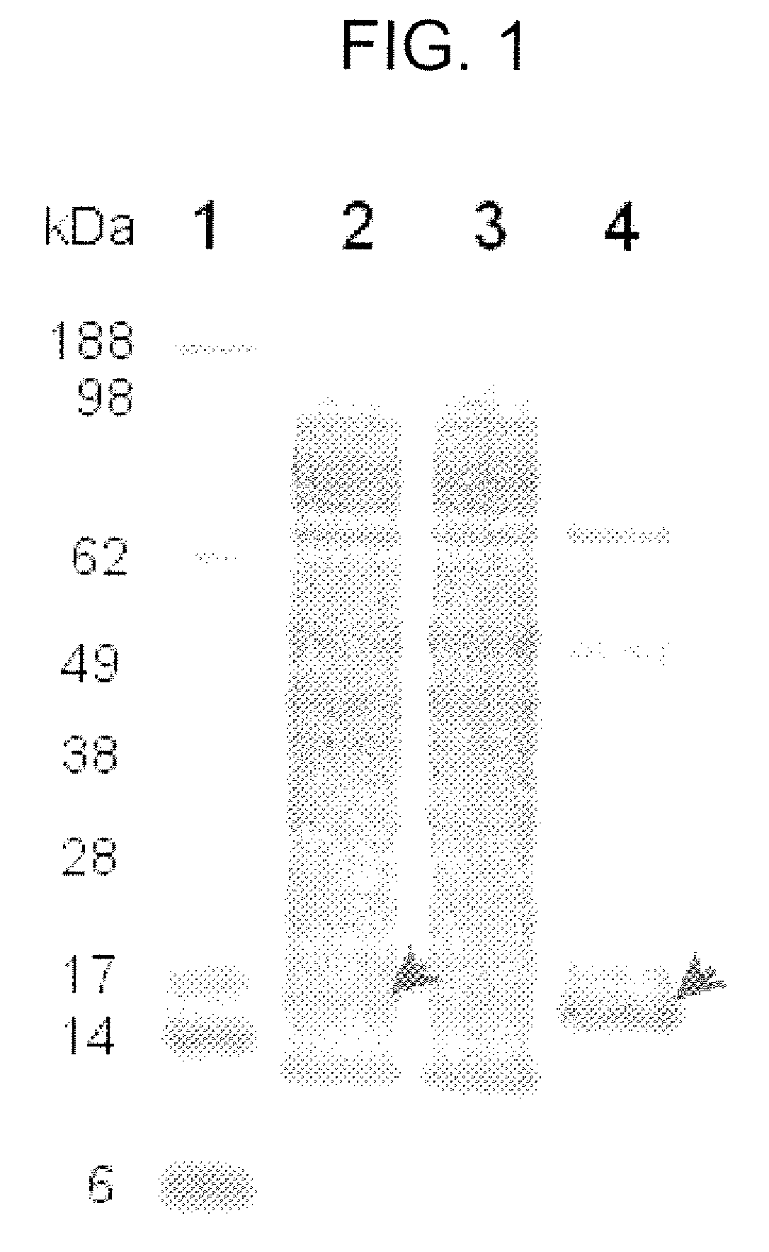 Canine thymic stromal lymphopoietin protein and uses thereof