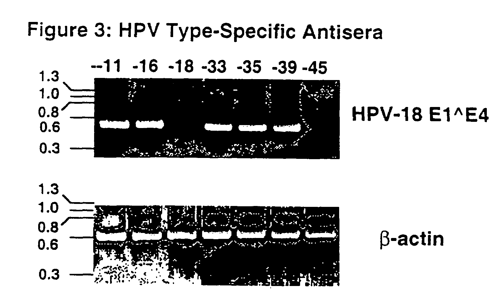 Chimeric human papillomavirus (HPV) L1 molecules and uses therefor