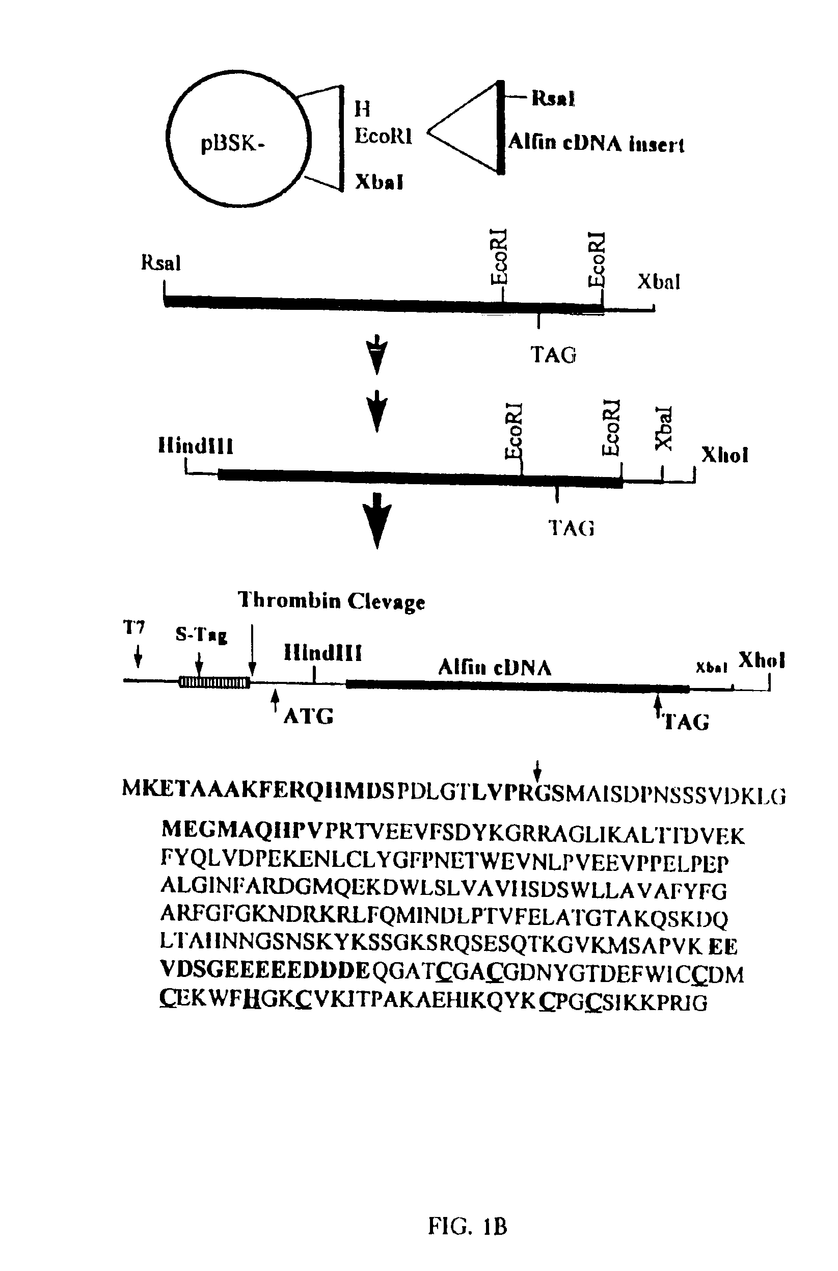 Expression of Alfin 1 and methods for producing transgenic plants having increased root growth and root specific gene activation
