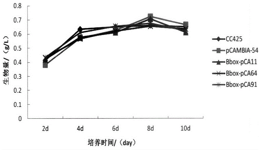 A microalgal triacylglycerol synthesis regulation gene and its application