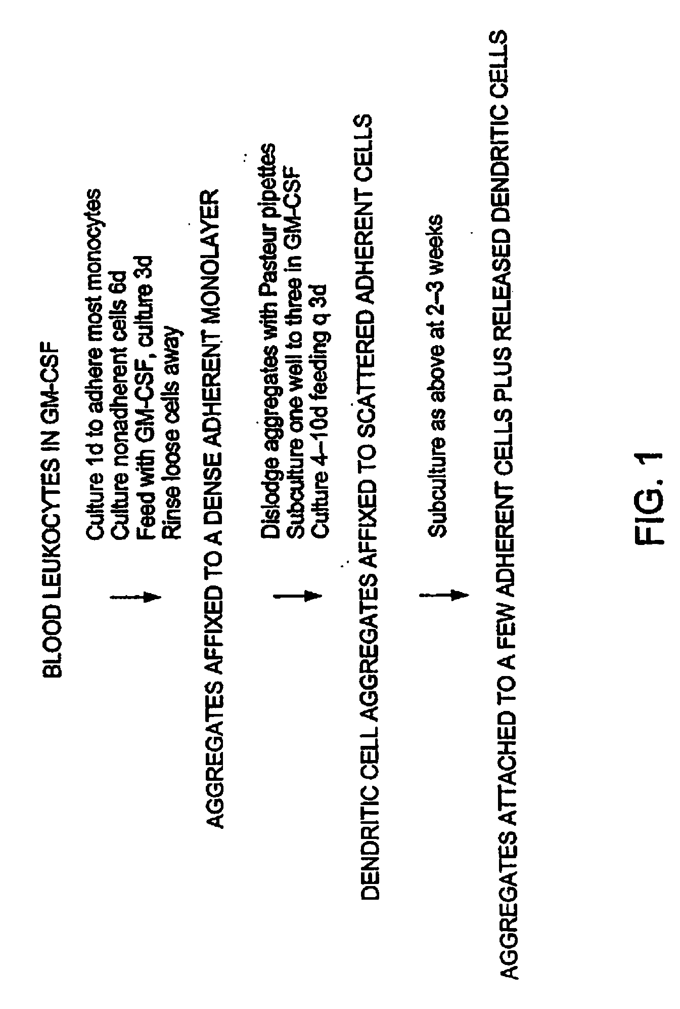 Method for in vitro proliferation of dendritic cell precursors and their use to produce immunogens