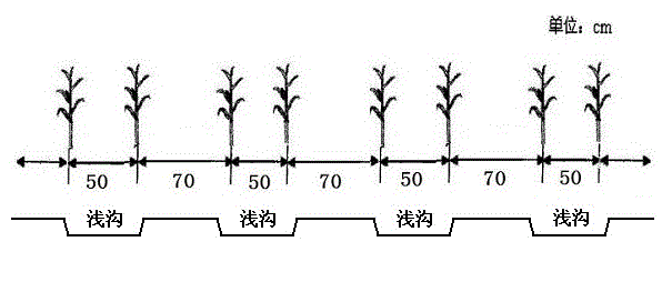 Water-saving irrigation and early germination cultivation method of corns