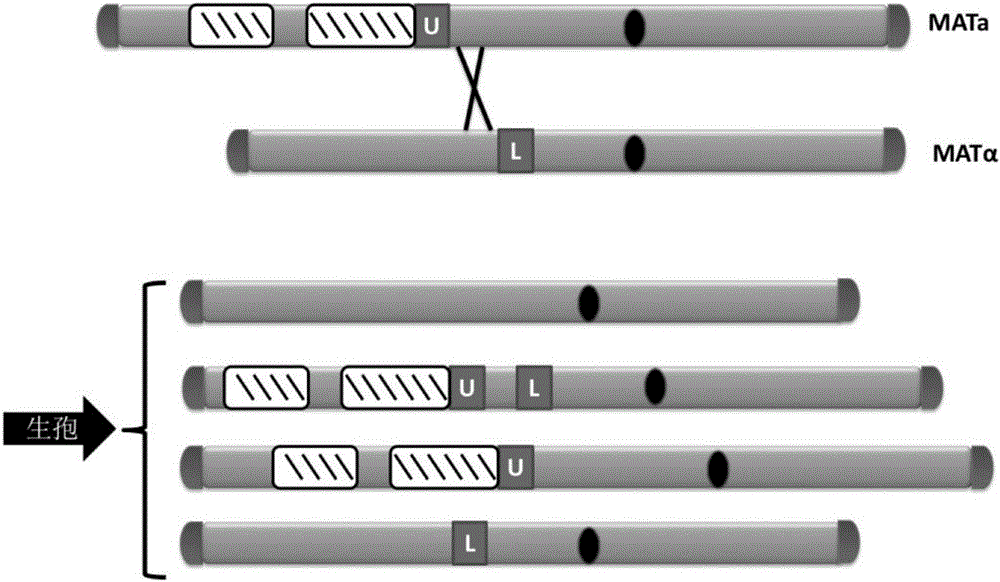 Method for repairing anomaly of yeast chromosome structure