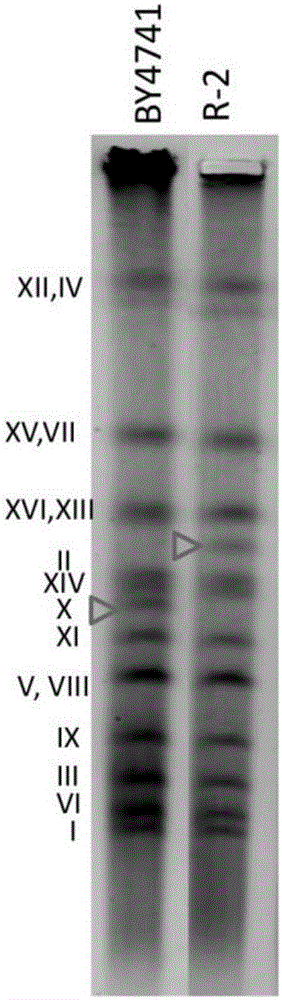 Method for repairing anomaly of yeast chromosome structure