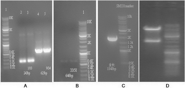 Artificially synthesized Bt insect-resistant gene Cry1Ab-t and application thereof