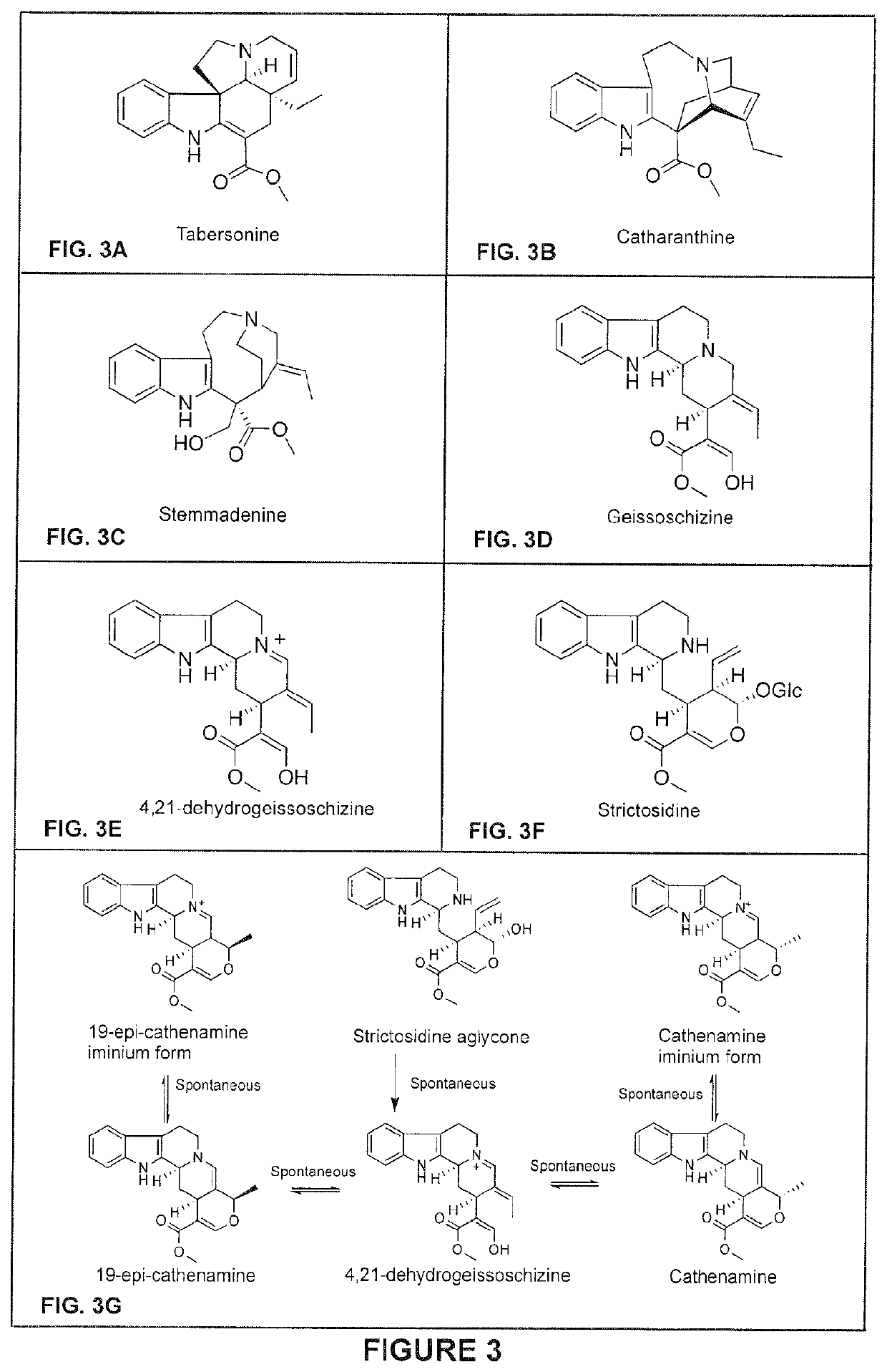 Compositions and methods for making terpenoid indole alkaloids