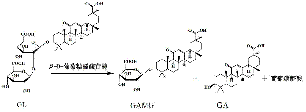 Method for preparing Beta-glucuronidase crude enzyme preparation