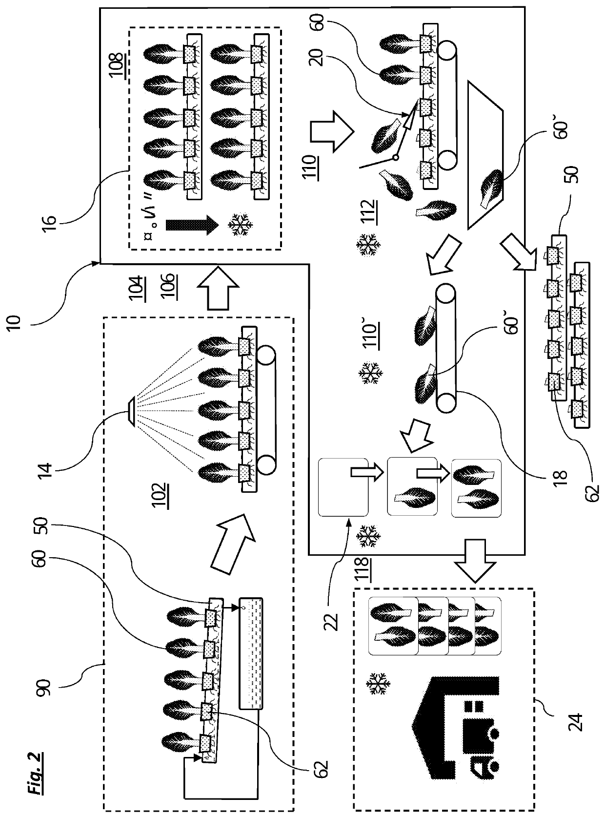 Method and plant for harvesting and post-production packaging of leafy crops by hydroponic technique