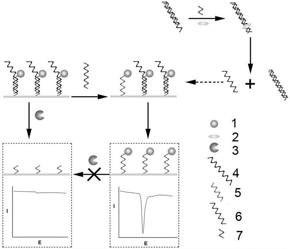 Constant temperature reaction-based method for detecting microRNA in solution to be detected