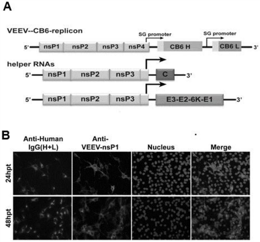 VEEV expression vector suitable for expressing antibody and application of VEEV expression vector