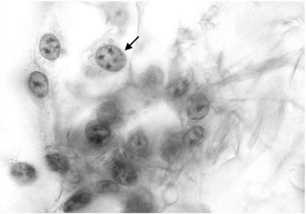 Novel quick cell stain and application thereof