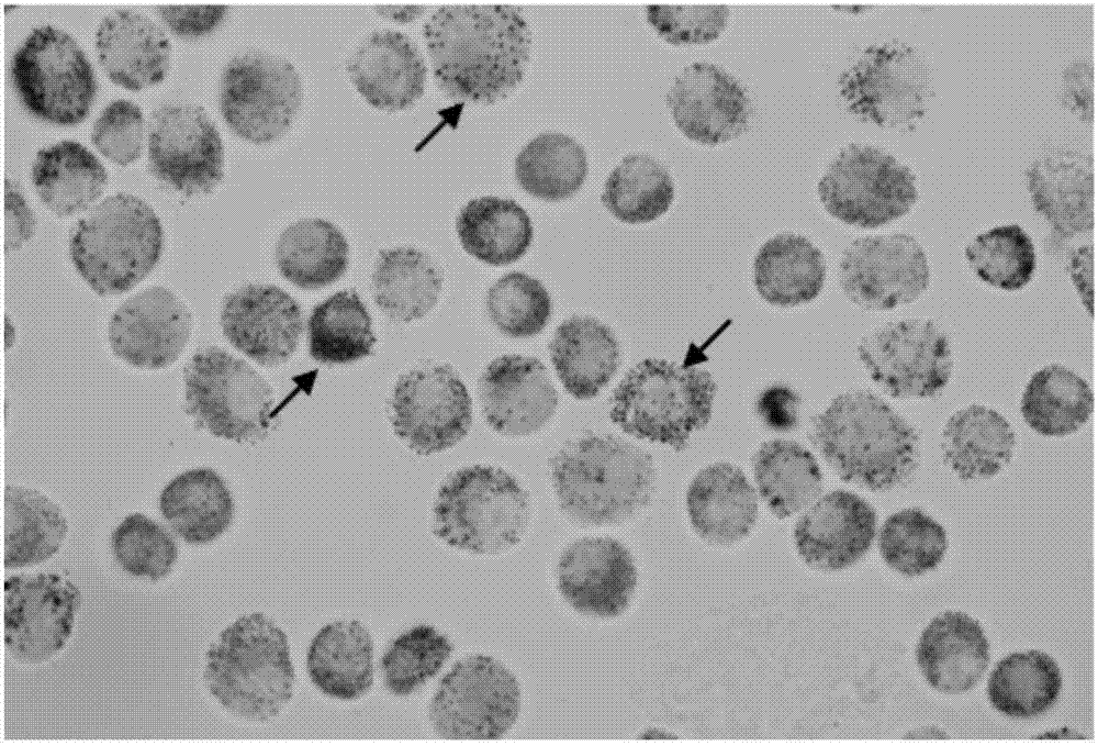 Novel quick cell stain and application thereof