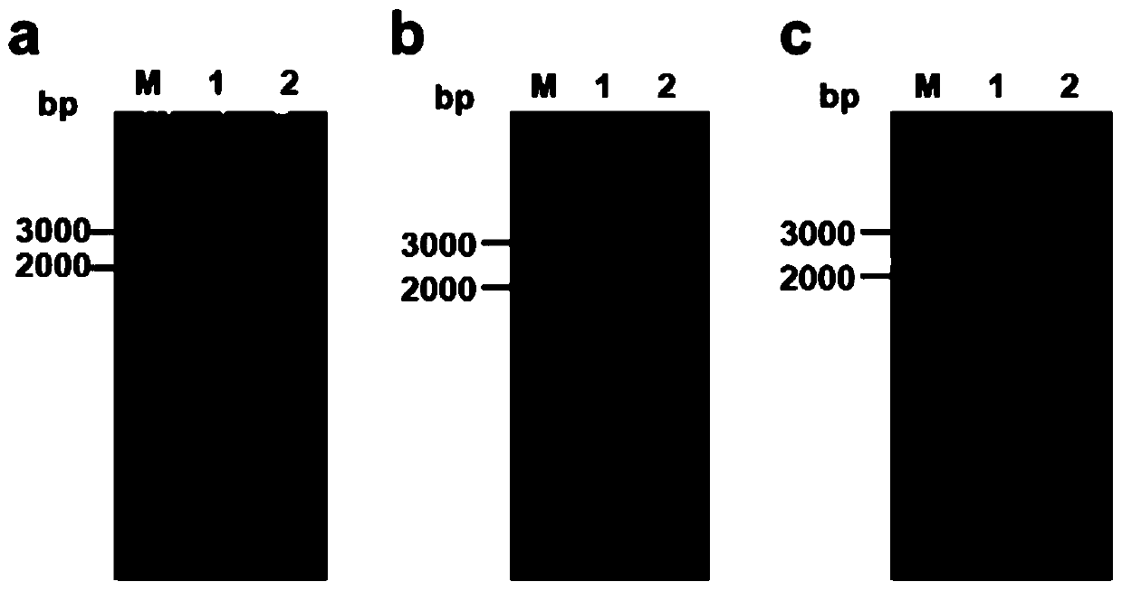 Method for efficiently synthesizing PHB by knocking out flagellum and pilus genes