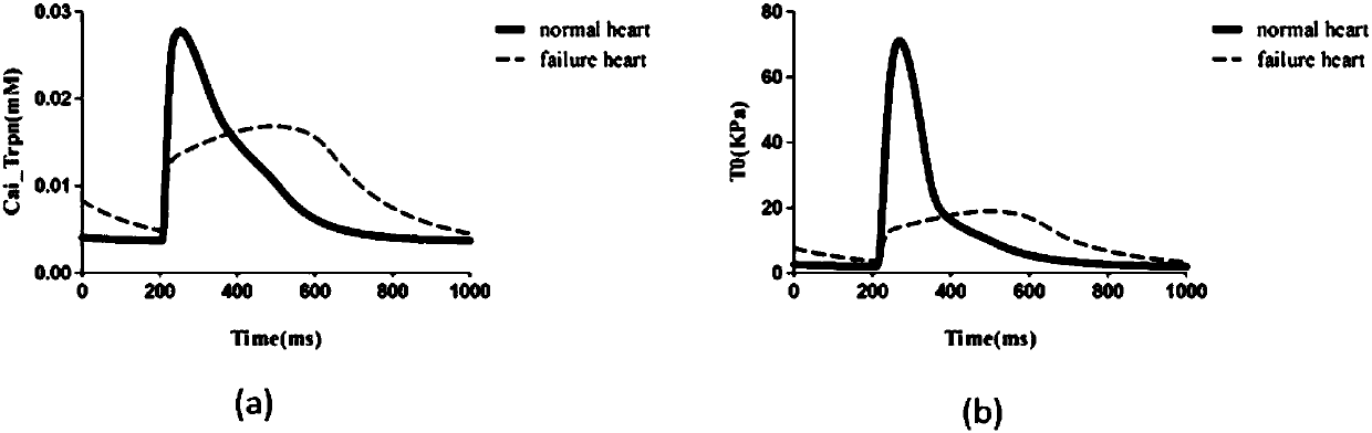 Design method for heart failure model of human ventricular muscle tissue