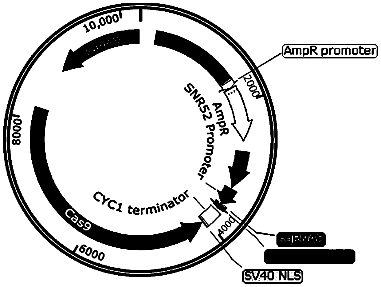 Suicide-homicide plasmid, saccharomyces cerevisiae traceless gene editing method using suicide-homicide plasmid and application