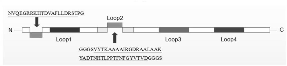 Preparation and application of porcine parvovirus-like particles displaying B cell epitope and T cell epitope of South African foot-and-mouth disease virus type 2