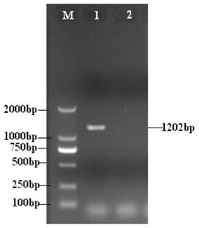 A strain of porcine transmissible gastroenteritis virus and its application