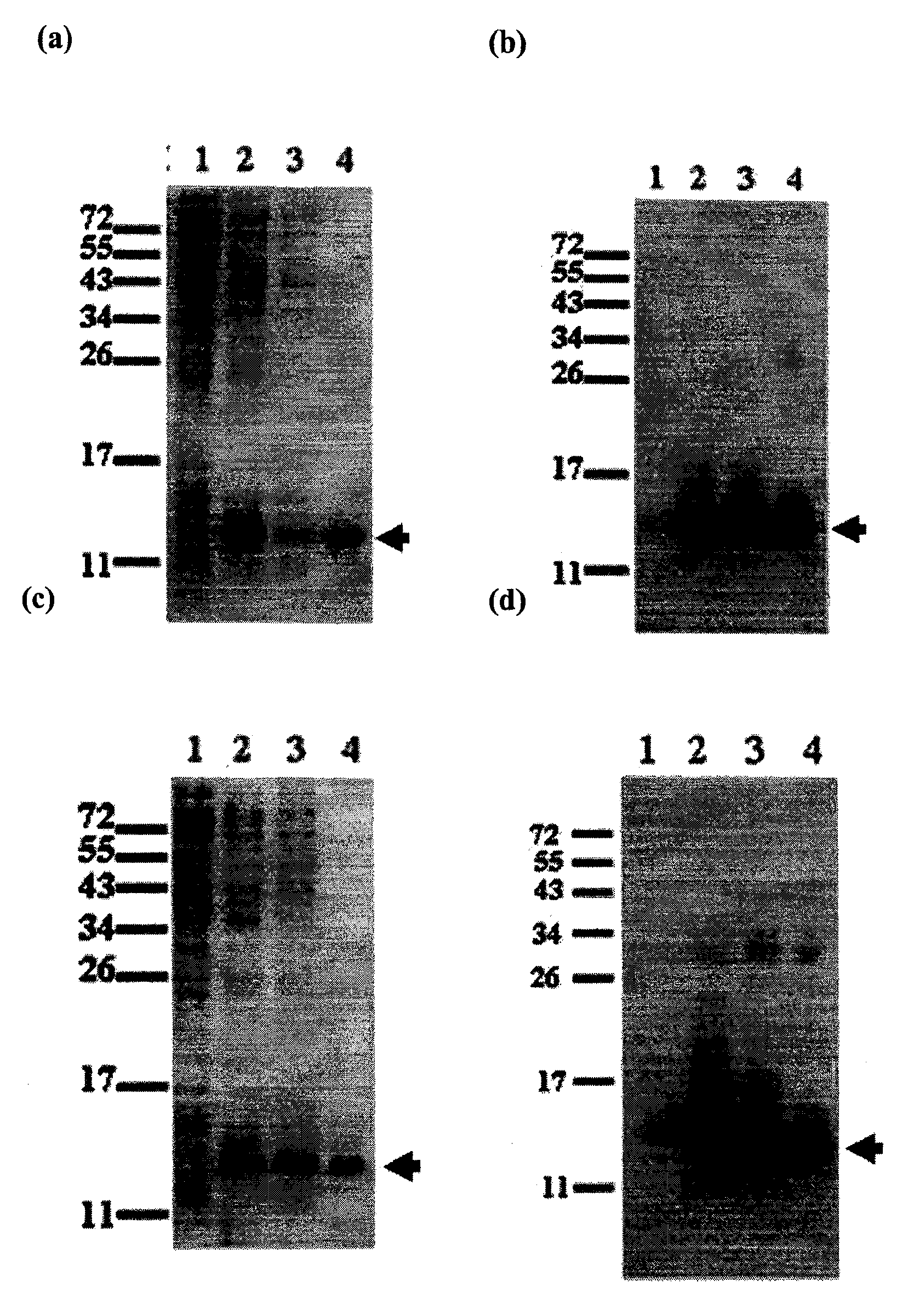 Production of Lipidated Proteins In E. coli