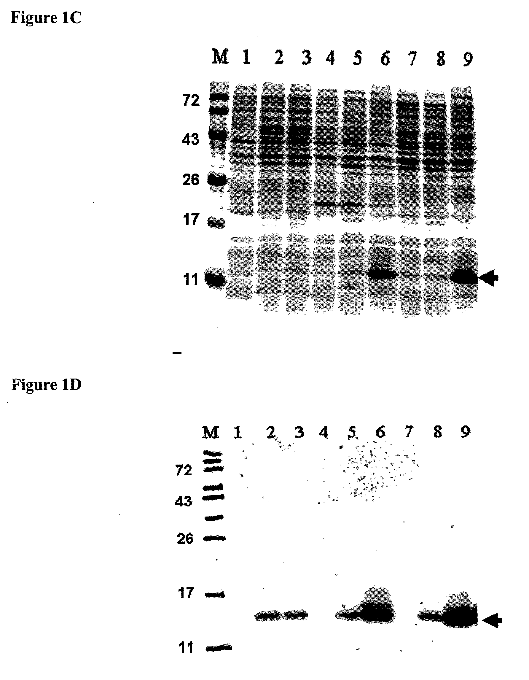 Production of Lipidated Proteins In E. coli