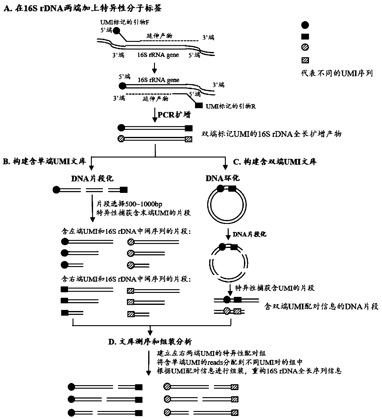 Method for constructing bacterium 16S rDNA overall-length high-throughput sequencing library