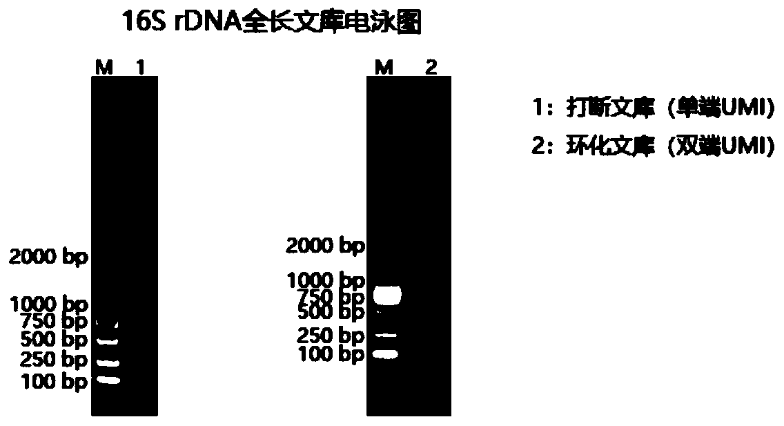 Method for constructing bacterium 16S rDNA overall-length high-throughput sequencing library